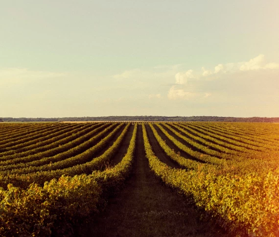 Alta performance em regiões de fronteira agrícola