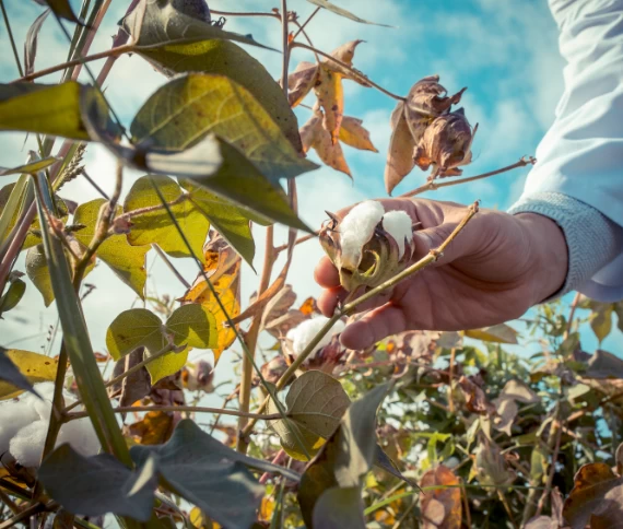 Algodão: estratégias nutricionais no início da safra definem vigor, uniformidade e teto produtivo