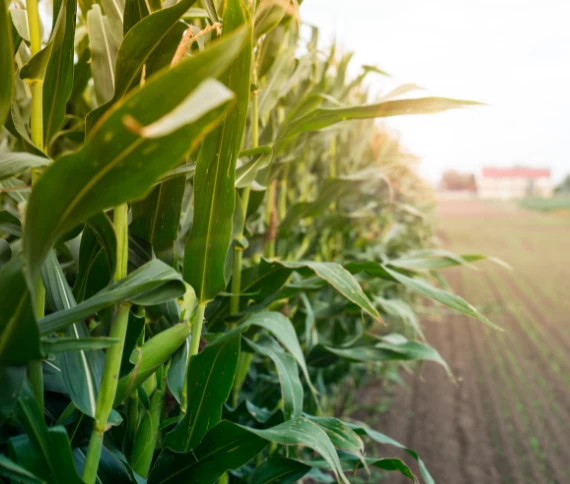 Eficiência nutricional no milho safrinha: estratégias para superar o estresse climático e garantir produtividade