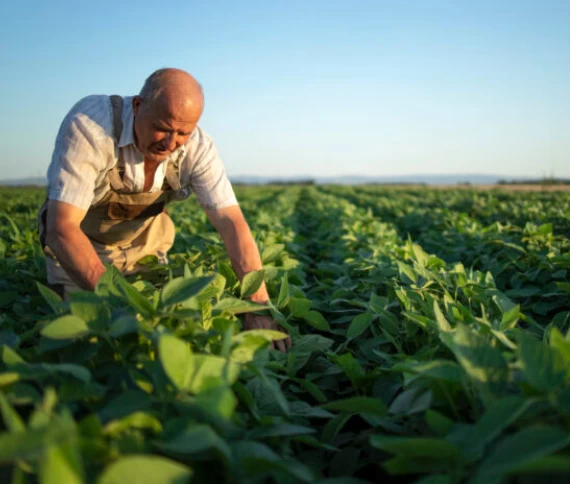 Insumos biológicos: a arma silenciosa para controlar doenças foliares em soja