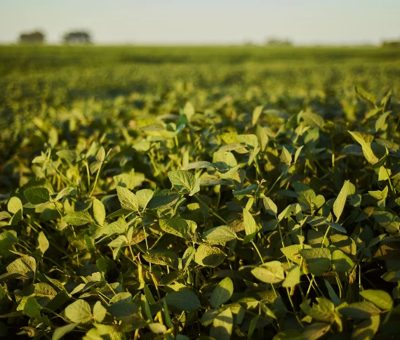 Percevejos e lagartas acendem alerta no início do plantio da soja