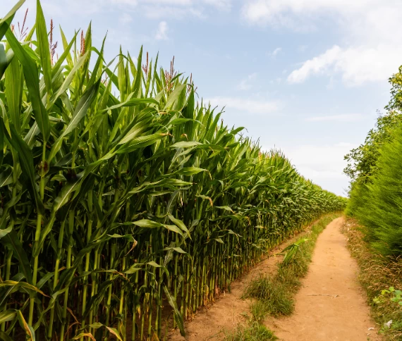 Manejo pós-colheita garante nutrição e recuperação do canavial para próxima safra