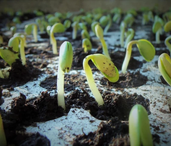 Plantio sob instabilidade climática: como o excesso ou a falta de chuvas afetam a germinação da soja
