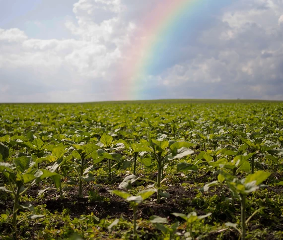 Com temporais previstos para dezembro, biológicos tornam-se aliados na recuperação das lavouras