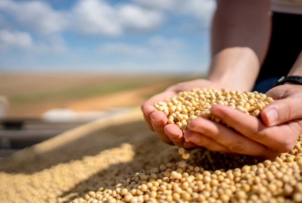 Manejo nutricional na reta final da safra garante peso e qualidade dos grãos, apontam especialistas